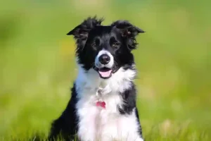 Dog Vomiting White Foam