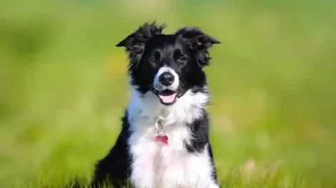 Dog Vomiting White Foam