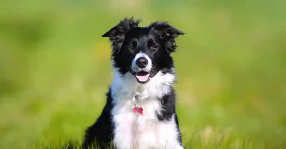 Dog Vomiting White Foam