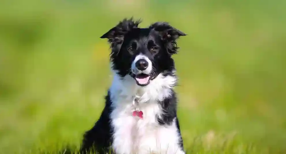 Dog Vomiting White Foam