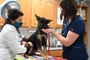 dog insurance